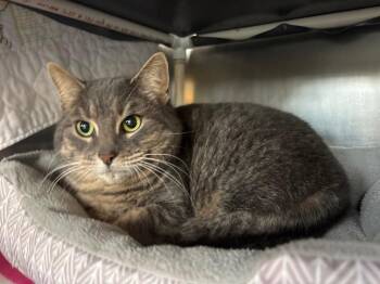 Domestic Short Hair Cats Available for Adoption - Tini | PetCurious
