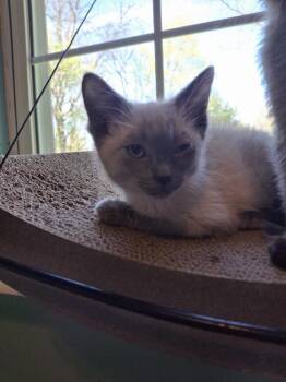 Domestic Short Hair Cats Available for Adoption in West Peoria, Illinois - Brioche G. | PetCurious