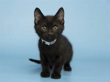 BELLA -  Domestic Short Hair Cat for Adoption in Phoenix, Arizona - BELLA | PetCurious