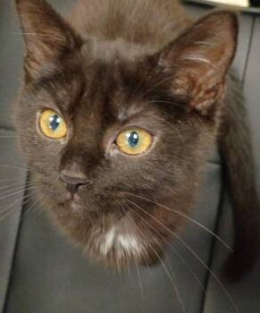 Domestic Short Hair Cats Available for Adoption in Hamilton, Ohio - Hannah Bahng | PetCurious
