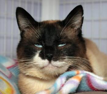 Henry -  Siamese Cat for Adoption in Vancouver, Washington - Henry | PetCurious