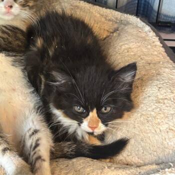 Starburst -  Domestic Medium Hair Cat for Adoption in Columbia, Missouri - Starburst | PetCurious