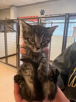 Wilma -  Domestic Short Hair Cat for Adoption in Heber City, Utah - Wilma | PetCurious
