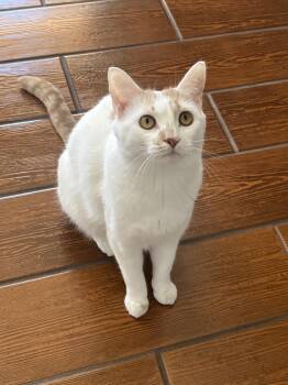 Domestic Short Hair Cats Available for Adoption in Albuquerque, New Mexico - Mango | PetCurious