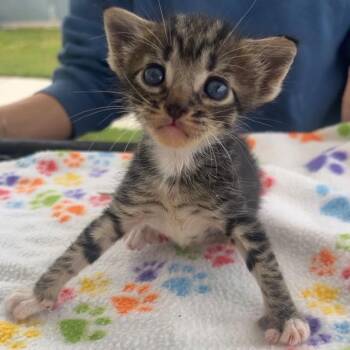 Zoey Jane -  Domestic Short Hair Cat for Adoption in Columbiana, Alabama - Zoey Jane | PetCurious