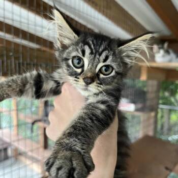 Button -  Domestic Short Hair Cat for Adoption in Parrish, Alabama - Button | PetCurious