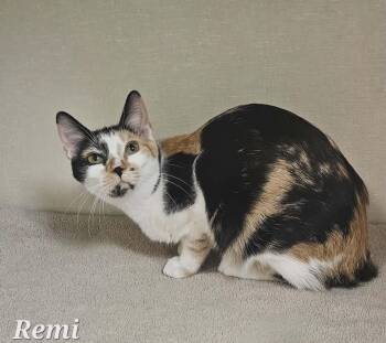 Domestic Short Hair Cats Available for Adoption - Remi | PetCurious