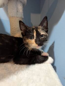 Rescue Domestic Short Hair Cats for Adoption in Ball Ground, Georgia - Janice | PetCurious