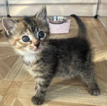 Domestic Short Hair Cats Available for Adoption in Bordentown, New Jersey - Lemongrass | PetCurious