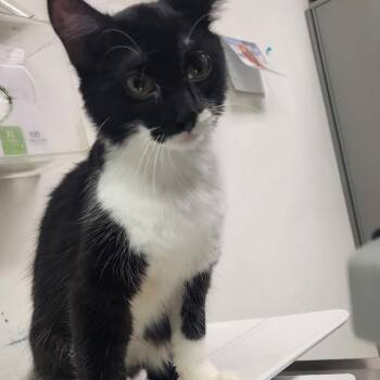 Tummy Yummy -  Domestic Medium Hair Cat for Adoption in Charleston, West Virginia - Tummy Yummy | PetCurious