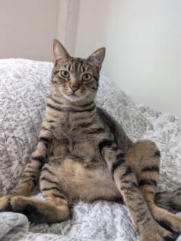 Boingo -  Domestic Short Hair Cat Available for Adoption in Pearland, Texas - Boingo | PetCurious