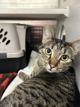 Domestic Short Hair Cats Available for Adoption in Kansas City, Missouri - Betsy Beaver | PetCurious