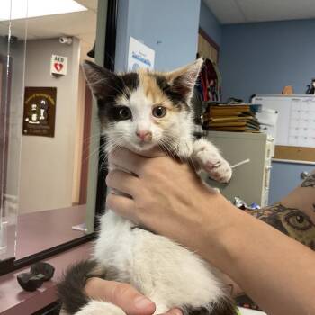 Jackie Hammer -  Domestic Short Hair Cat for Adoption in Saint Joseph, Missouri - Jackie Hammer | PetCurious