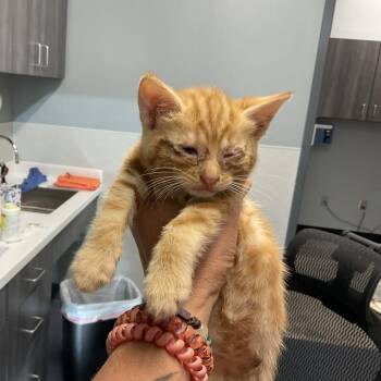 Rebecca K-3 -  Domestic Short Hair Cat for Adoption in Saint Joseph, Missouri - Rebecca K-3 | PetCurious