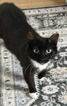 Ali -  Domestic Short Hair Cat for Adoption in Lemoyne, Pennsylvania - Ali | PetCurious