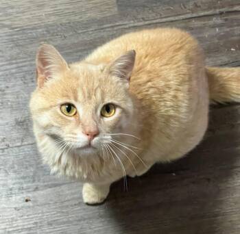 Mason -  Tabby and Domestic Short Hair Cat for Adoption in Vaughan, Ontario - Mason | PetCurious