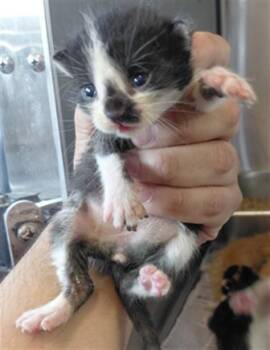 A661669 -  Domestic Short Hair Cat for Adoption in Houston, Texas - A661669 | PetCurious