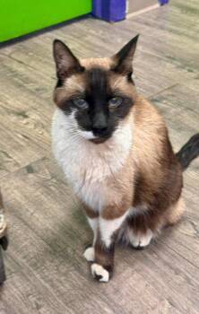 Domestic Short Hair and Snowshoe Cats Available for Adoption - Bug | PetCurious