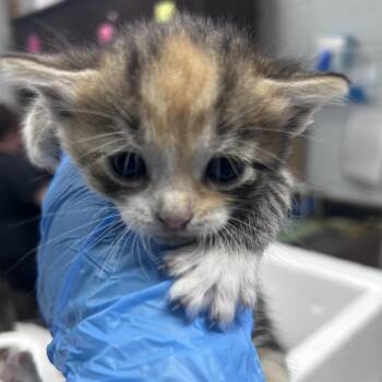 Faline -  Domestic Short Hair Cat for Adoption in Summerville, South Carolina - Faline | PetCurious