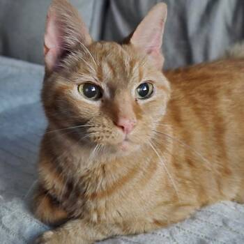 Gingerbread -  Domestic Short Hair Cat for Adoption in Springboro, Ohio - Gingerbread | PetCurious