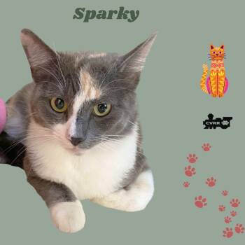 Sparky (Cat) -  Dilute Calico Cat Available for Adoption in Lindsay, California - Sparky (Cat) | PetCurious