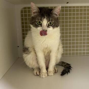 Domestic Short Hair Cats Available for Adoption in Cumming, Georgia - Tater Tot 2 | PetCurious