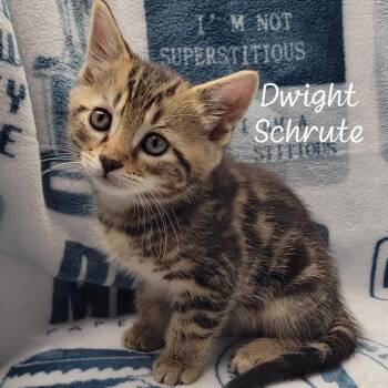 Dwight Schrute -  Domestic Short Hair Cat for Adoption in Parkersburg, West Virginia - Dwight Schrute | PetCurious