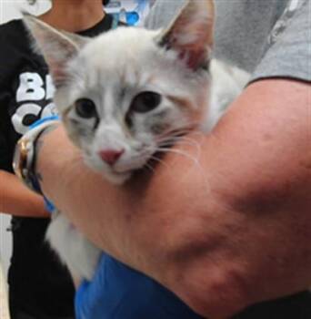 JARED -  Domestic Short Hair Cat for Adoption in Albuquerque, New Mexico - JARED | PetCurious
