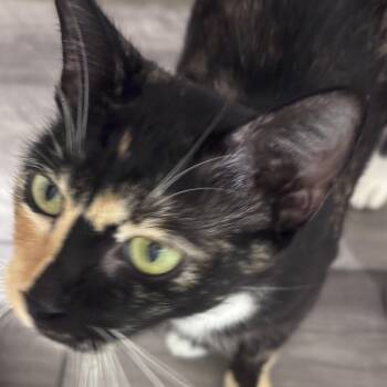 Harper -  Domestic Short Hair and Calico Cat for Adoption in Liverpool, Texas - Harper | PetCurious