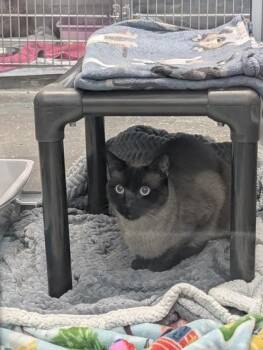 Siamese and Domestic Short Hair Cats Available for Adoption in Fort Worth, Texas - Dice | PetCurious