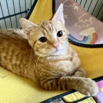 Rex -  Tabby and Domestic Short Hair Cat for Adoption in Knoxville, Tennessee - Rex | PetCurious