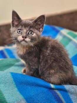 Rescue Domestic Short Hair Cats for Adoption in Riverbank, New Brunswick - Merlot | PetCurious