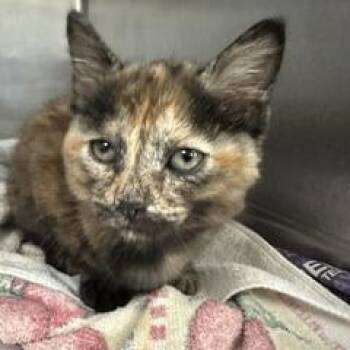 Monica -  Domestic Short Hair Cat for Adoption in Indianapolis, Indiana - Monica | PetCurious