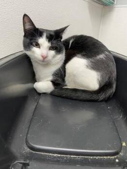Tim -  Domestic Short Hair Cat for Adoption in West Chester, Pennsylvania - Tim | PetCurious