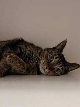 Tabby Cats Available for Adoption - Fiona | PetCurious