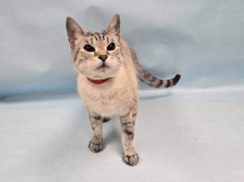 Asia -  Domestic Short Hair Cat for Adoption in Minneapolis, Minnesota - Asia | PetCurious
