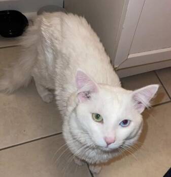 Odie -  Domestic Short Hair Cat for Adoption in Scranton, Pennsylvania - Odie | PetCurious