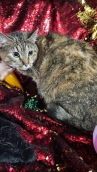 Juliet -  Domestic Short Hair Cat for Adoption in Conway, South Carolina - Juliet | PetCurious