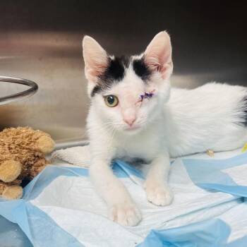 Monsieur Biscuits -  Domestic Short Hair Cat for Adoption in Indianapolis, Indiana - Monsieur Biscuits | PetCurious
