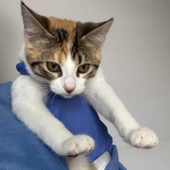Georgia -  Domestic Short Hair Cat for Adoption in Midland, Texas - Georgia | PetCurious