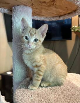 Ibb -  Domestic Short Hair Cat for Adoption in Mokena, Illinois - Ibb | PetCurious