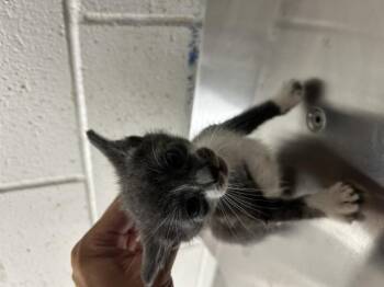 MARBLE -  Domestic Short Hair Cat for Adoption in San Bernardino, California - MARBLE | PetCurious