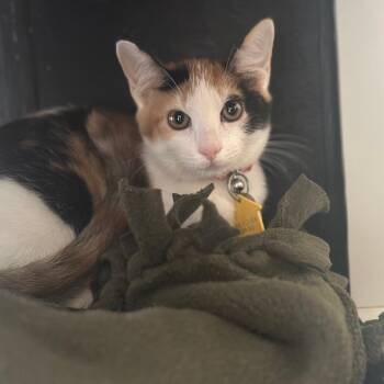 WV2396 Honeycrisp -  Domestic Short Hair Cat for Adoption in Port Washington, New York - WV2396 Honeycrisp | PetCurious