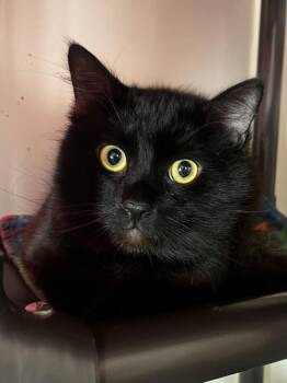 Domestic Medium Hair Cats Available for Adoption - Lover Boy | PetCurious