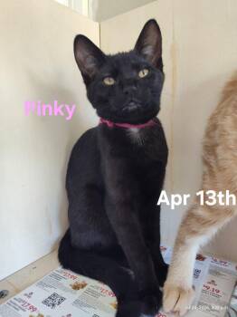 Pinky -  Domestic Short Hair Cat for Adoption in St. Catharines, Ontario - Pinky | PetCurious