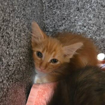 Hei Hei -  Domestic Short Hair Cat for Adoption in Pasadena, California - Hei Hei | PetCurious