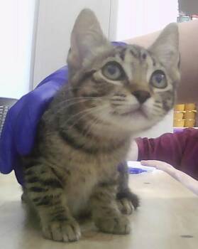 Wendy -  Domestic Short Hair Cat for Adoption in Dayton, Minnesota - Wendy | PetCurious