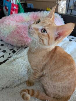 Tabby Cats Available for Adoption in San Antonio, Texas - Cotton | PetCurious