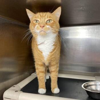 Shaquille Purr Neal -  Domestic Short Hair Cat for Adoption in Roanoke, Virginia - Shaquille Purr Neal | PetCurious