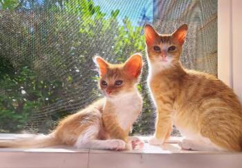Bugsy & Honey Bee -  Domestic Short Hair Cat for Adoption in Kirkland, Washington - Bugsy & Honey Bee | PetCurious